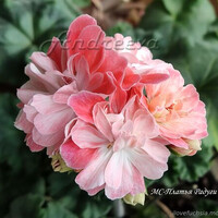 МС-Платья Радуги