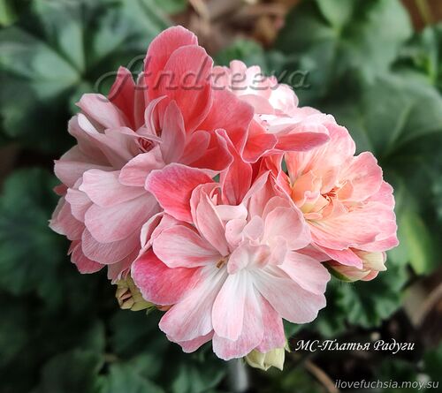 МС-Платья Радуги