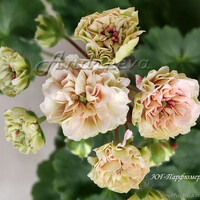 ЮГ-Парфюмер