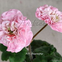 ЮГ-Лицемерка