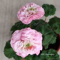 ЮГ-Лицемерка