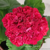 ЮГ-День Победы