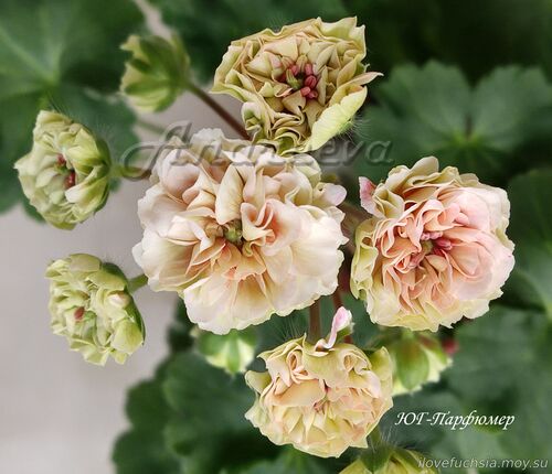 ЮГ-Парфюмер