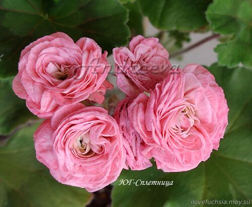 ЮГ-Сплетница