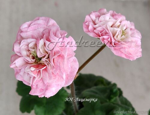 ЮГ-Лицемерка