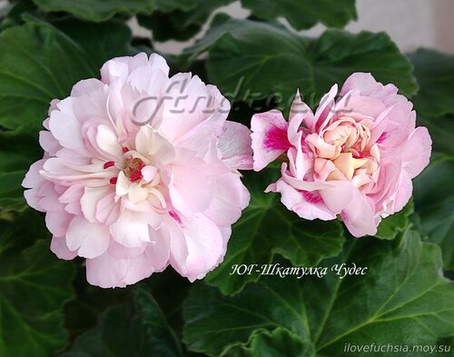 ЮГ-Шкатулка Чудес