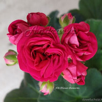 ИВ-Танго ревность