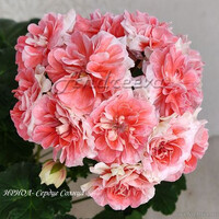 ИРИОЛ-Сердце Солнца