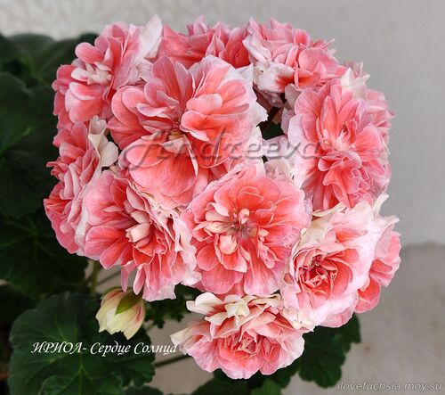 ИРИОЛ-Сердце Солнца