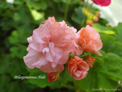 Pelargonannas Halo