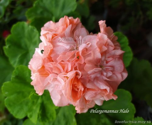 Pelargonannas Halo