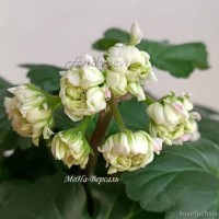МоНа-Версаль