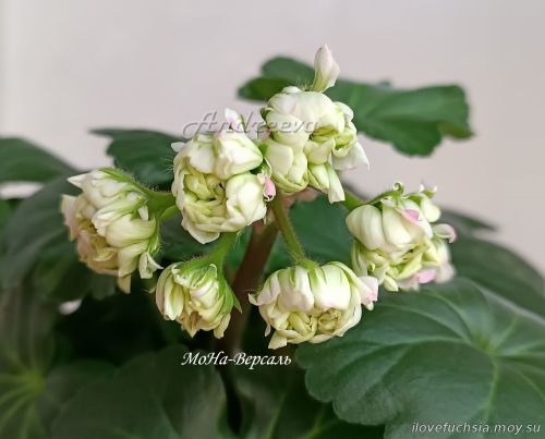 МоНа-Версаль