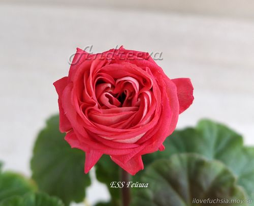 ESS Гейша