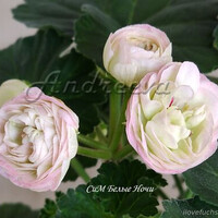 СиМ-Белые Ночи