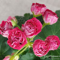 Сим-Пудровая Роза