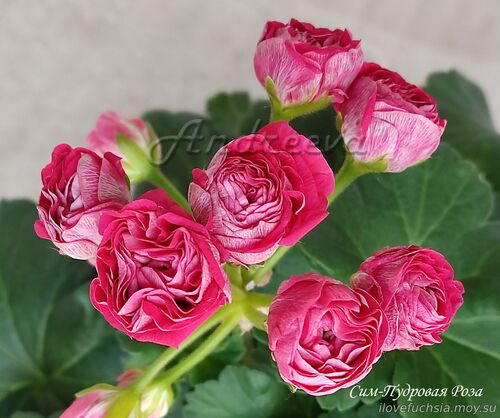 Сим-Пудровая Роза