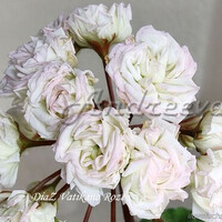 DiaZ Vatikano Roze