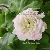DiaZ Vatikano Roze