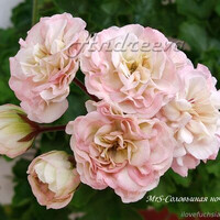 MRS-Соловьиная ночь