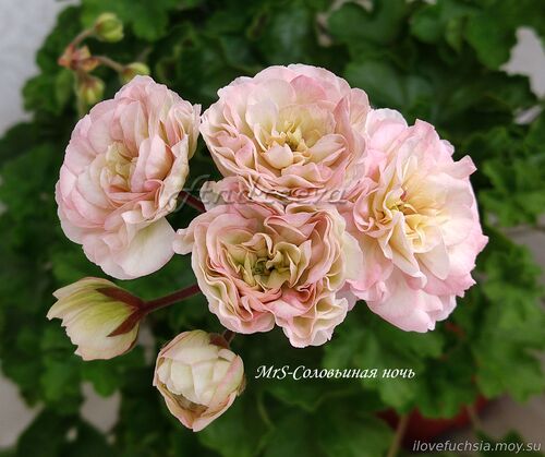 MRS-Соловьиная ночь